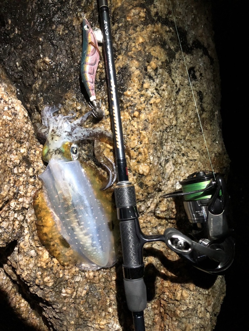 京都府丹後方面の岸からエギングでアオリイカ釣果