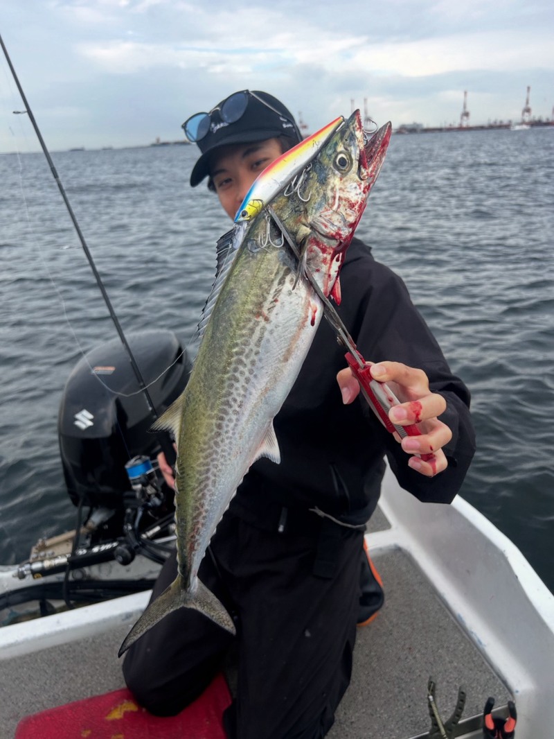 大阪湾「バウンティホエール」キャスティングのサゴシ・ブリ釣果