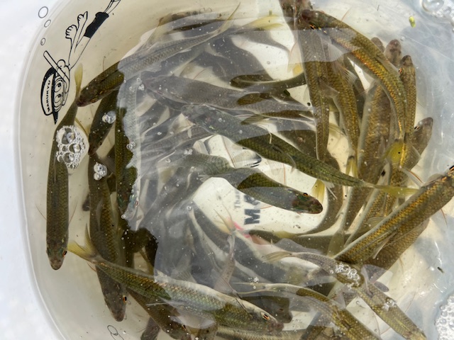 大阪府淀川河川公園の岸からオイカワ釣果