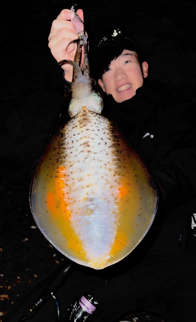 淡路島の浜から夜のエギングでアオリイカ釣果