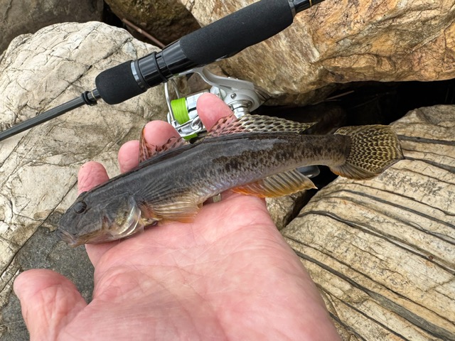 福井県久々子湖の岸からエサ釣りでハゼ釣果