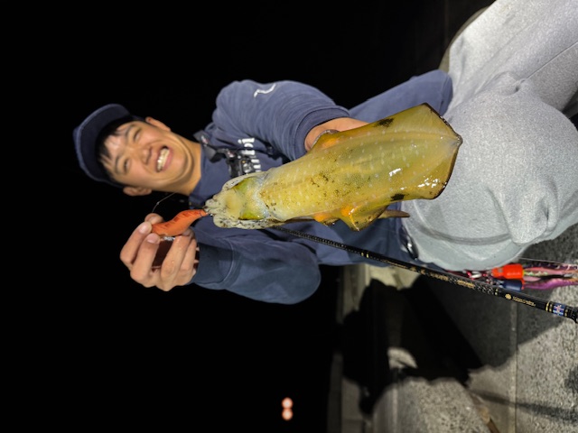 淡路島の波止からのエギングでアオリイカ釣果