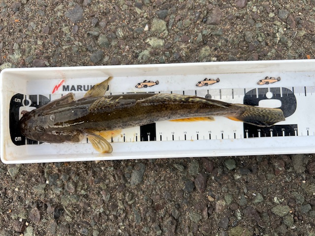 福井県久々子湖の岸からエサ釣りでハゼ釣果