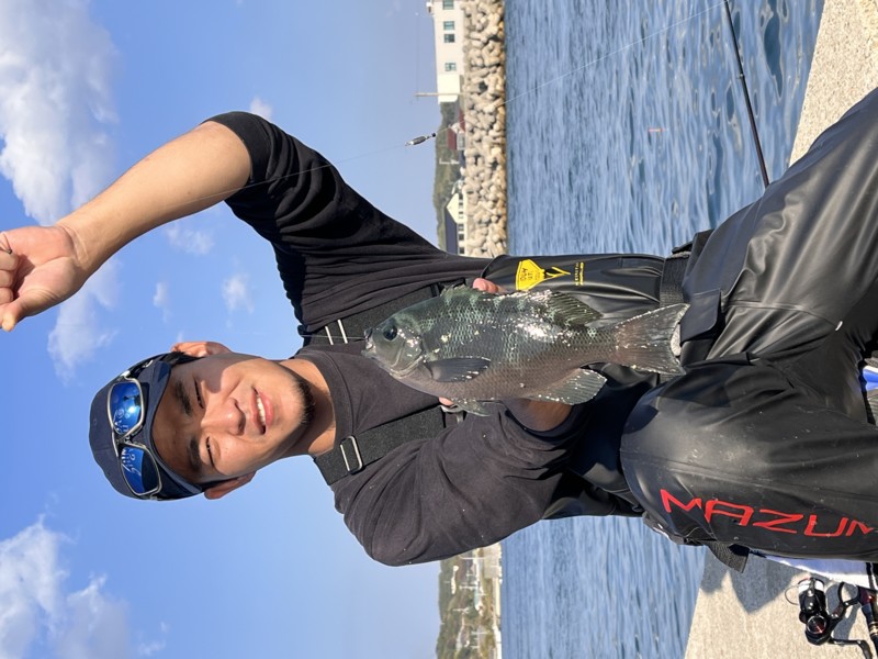 淡路島の波止でグレ釣果