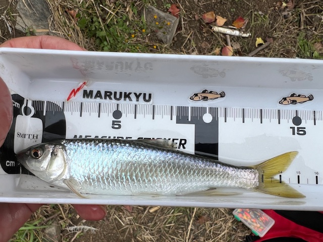 大阪府淀川河川公園三島江地区の岸からのオイカワ釣果