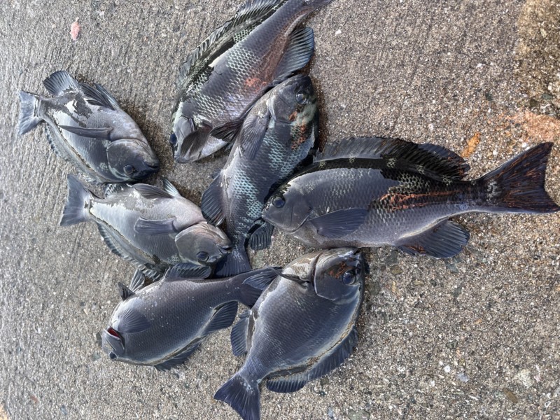 兵庫県淡路島の波止からグレ釣果