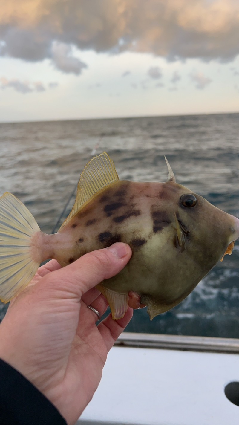 和歌山県沖の船釣りで カワハギ釣果