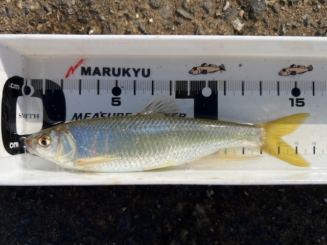 大阪府淀川河川公園枚方大橋岸からのオイカワ釣果