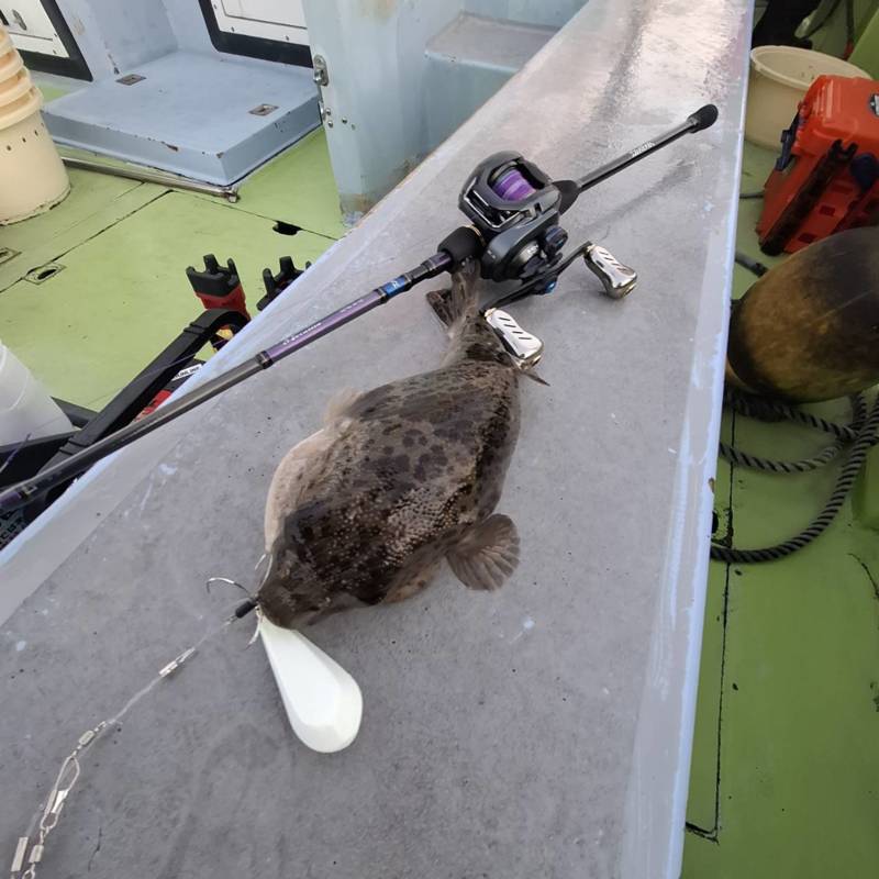 愛知県知多郡南知多のカットウ釣りでアカメフグ釣果