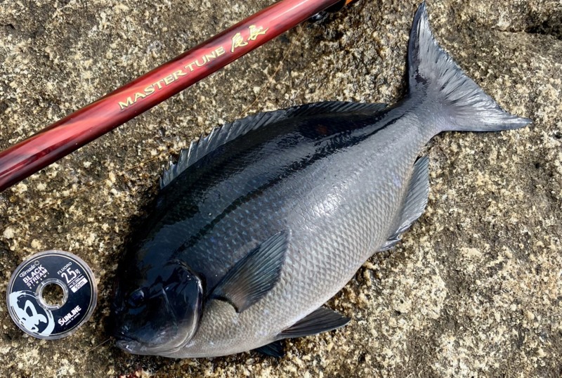 高知県柏島「大黒屋渡船」磯釣りで尾長グレ釣果