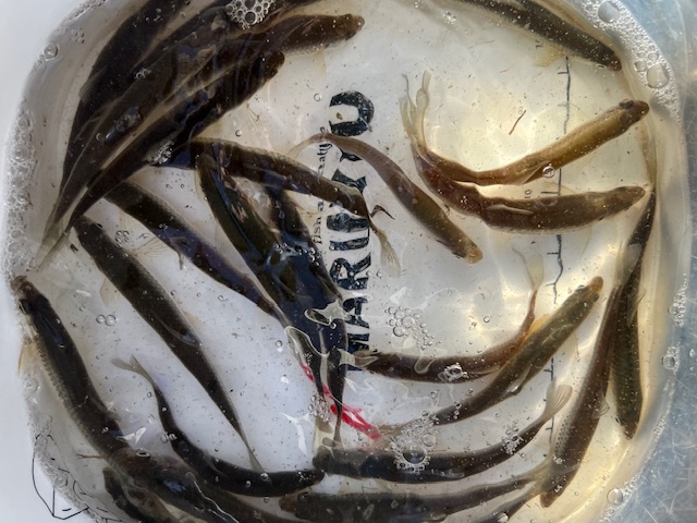 琵琶湖近江八幡方面でホンモロコ釣り2