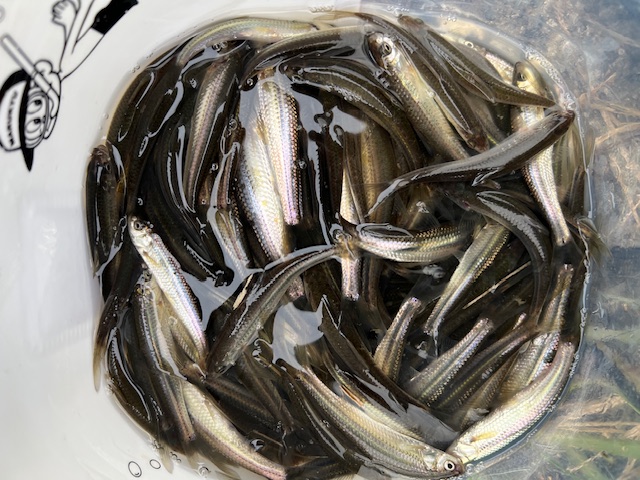 琵琶湖近江八幡方面でホンモロコ釣り3