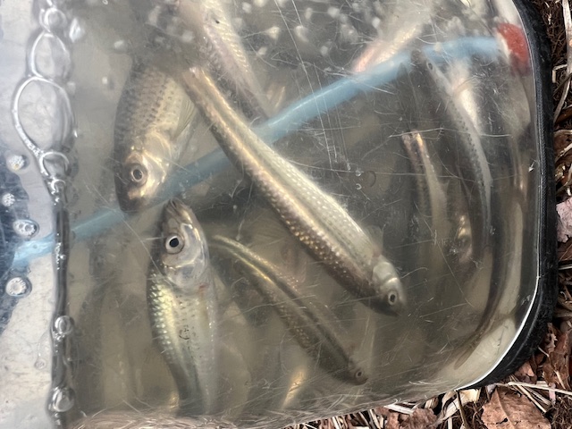 琵琶湖南湖東岸でホンモロコ始動